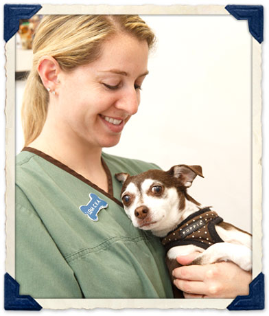 Post-Op care for Pets