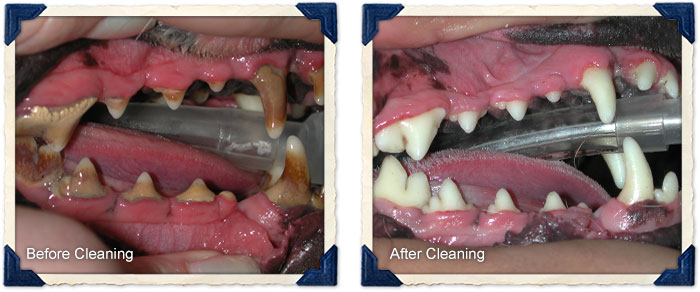 Dental Before and After Cleaning