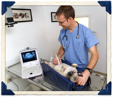 Dog and Cat Ultrasounds